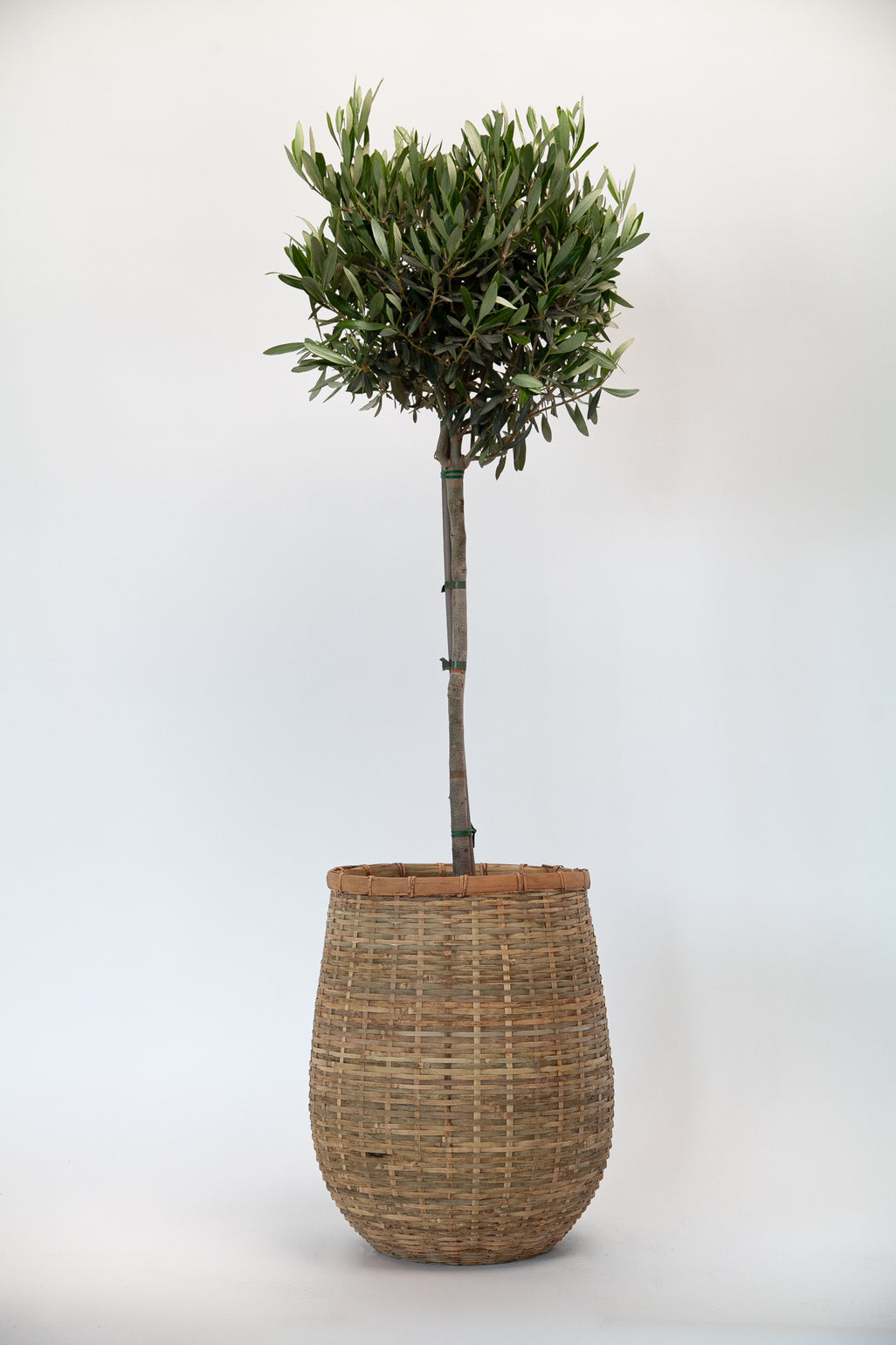 products/smalloliveinalargebamboo_d0595949-d9e7-4883-b79e-b37c588d3644.jpg